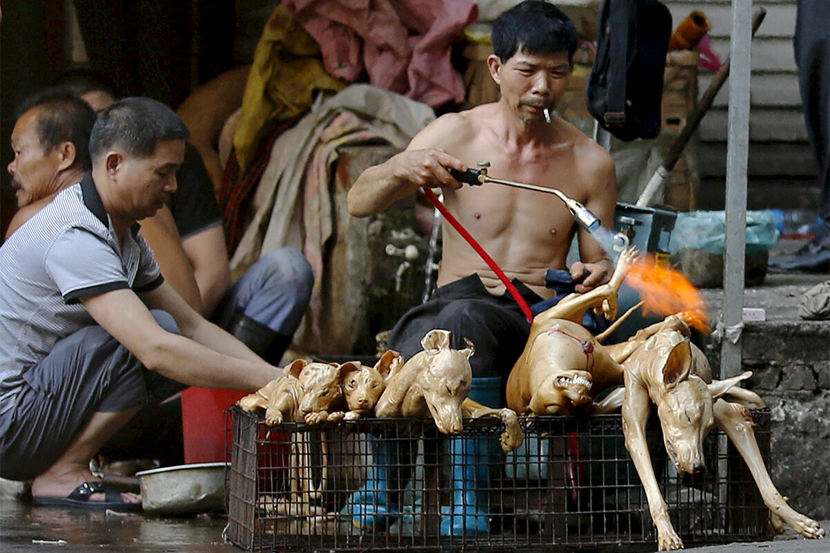 Лучше поздно: в Китае запретили торговлю и употребление в пищу диких животных