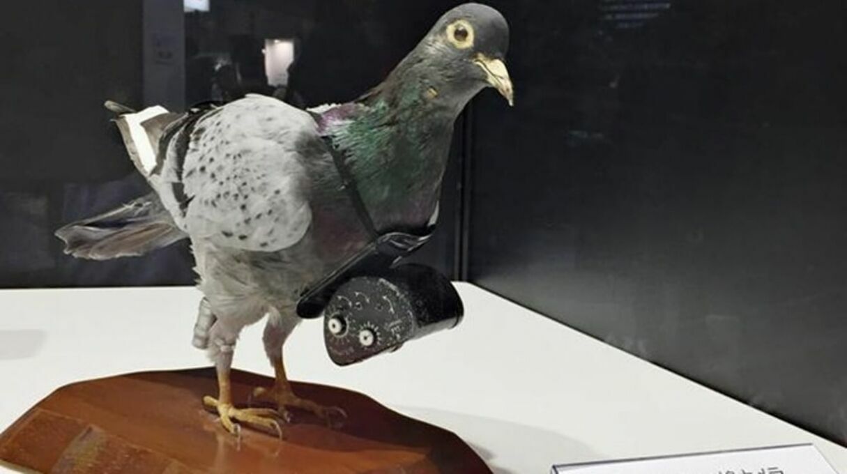 В ЦРУ рассказали о голубях-шпионах